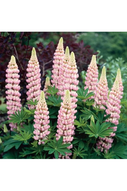 Группа люпинов розовых оттенков в летнем саду.